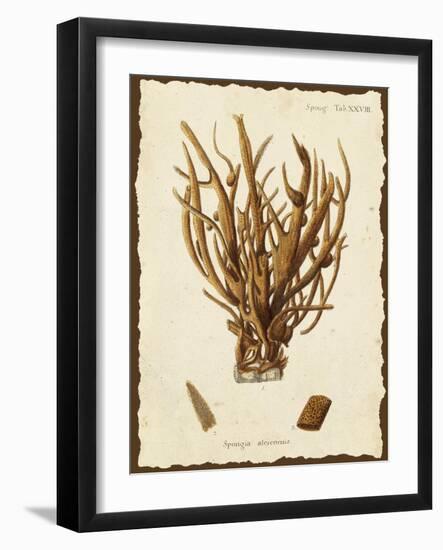 Natura Coral V-Johann Esper-Framed Art Print