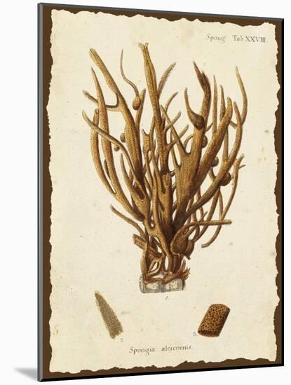 Natura Coral V-Johann Esper-Mounted Art Print
