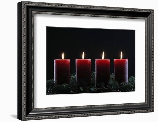 Natural Advent wreath or crown with four burning red candles, Christmas composition, France, Europe-Godong-Framed Photographic Print