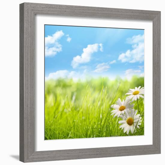 Natural Background with Daisy Flower on Grass-Liang Zhang-Framed Photographic Print