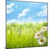 Natural Background with Daisy Flower on Grass-Liang Zhang-Mounted Photographic Print