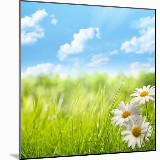 Natural Background with Daisy Flower on Grass-Liang Zhang-Mounted Photographic Print