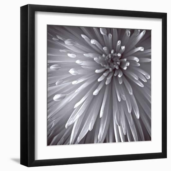 Natural Designs II-Assaf Frank-Framed Giclee Print