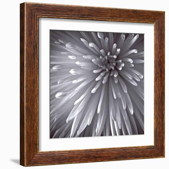 Natural Designs II-Assaf Frank-Framed Giclee Print