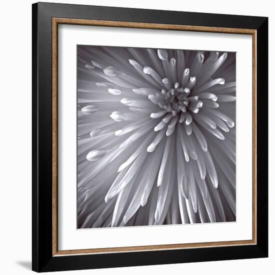 Natural Designs II-Assaf Frank-Framed Giclee Print