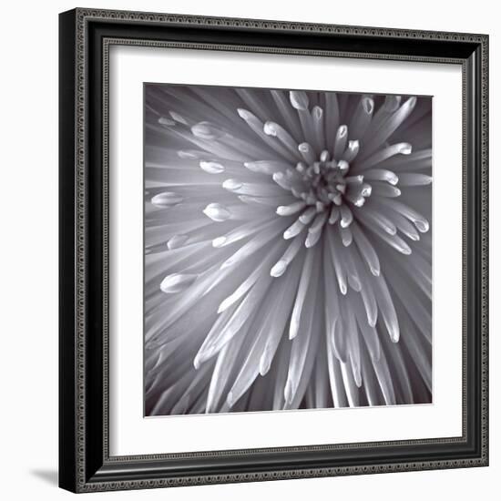 Natural Designs II-Assaf Frank-Framed Giclee Print