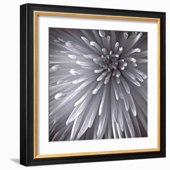 Natural Designs II-Assaf Frank-Framed Giclee Print