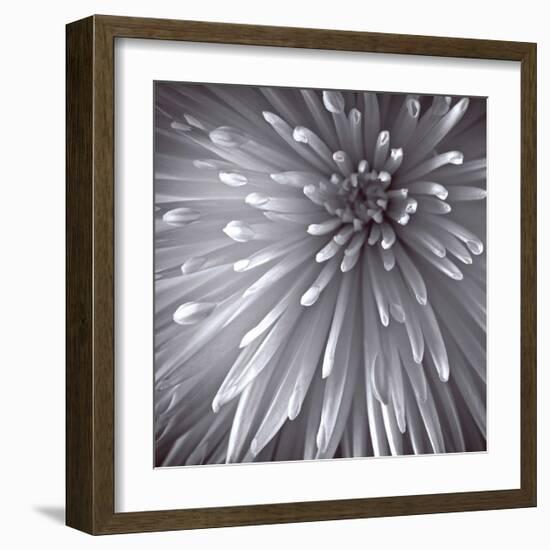 Natural Designs II-Assaf Frank-Framed Giclee Print