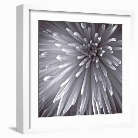 Natural Designs II-Assaf Frank-Framed Giclee Print