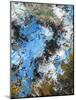 Natural Earth I-David Swanagin-Mounted Art Print