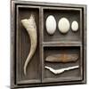 Natural Elements Collection in Type Case-Andrea Haase-Mounted Photographic Print