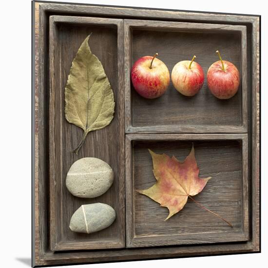 Natural Elements Collection in Type Case-Andrea Haase-Mounted Photographic Print