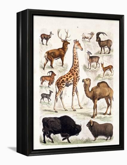 Natural History Chart of Mammals, England, 19th Century-null-Framed Premier Image Canvas