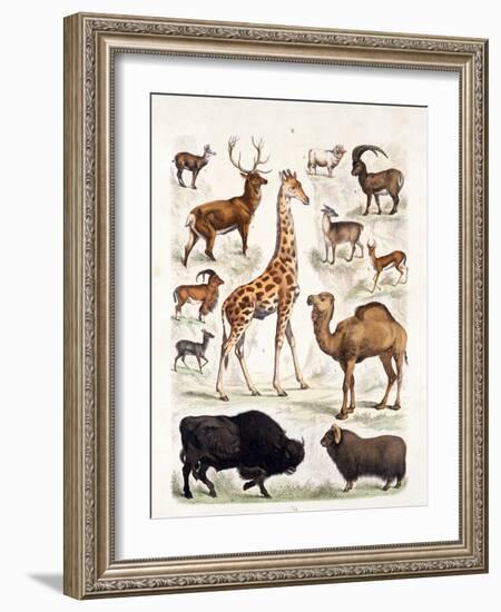 Natural History Chart of Mammals, England, 19th Century-null-Framed Giclee Print