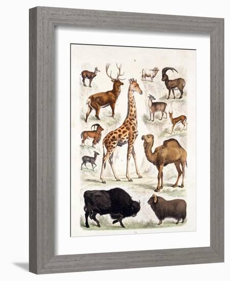 Natural History Chart of Mammals, England, 19th Century-null-Framed Giclee Print