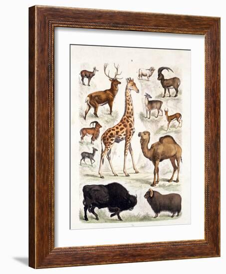 Natural History Chart of Mammals, England, 19th Century-null-Framed Giclee Print