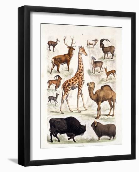 Natural History Chart of Mammals, England, 19th Century-null-Framed Giclee Print