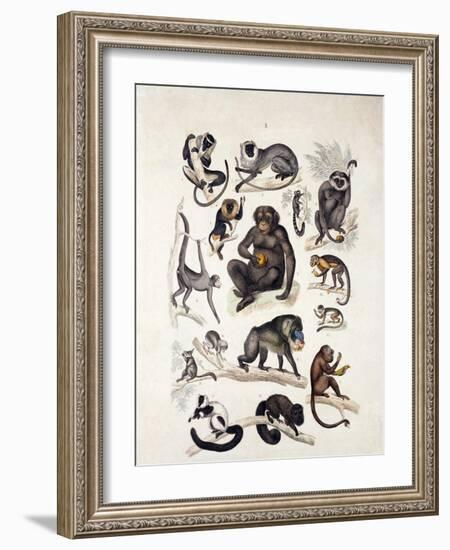 Natural History Chart of Mammals, England, 19th Century-null-Framed Giclee Print