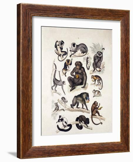 Natural History Chart of Mammals, England, 19th Century-null-Framed Giclee Print