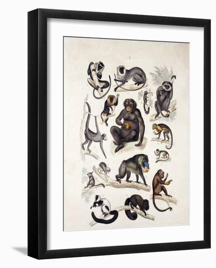 Natural History Chart of Mammals, England, 19th Century-null-Framed Giclee Print