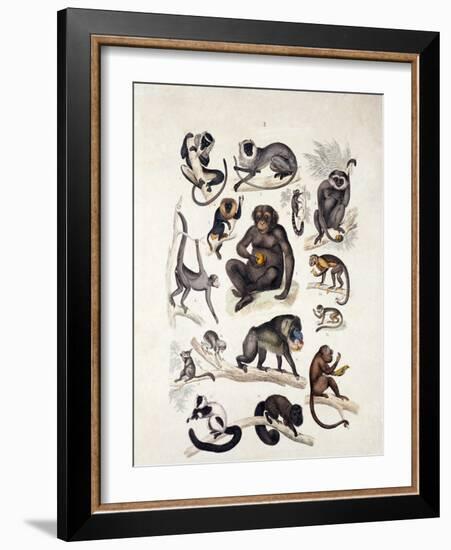 Natural History Chart of Mammals, England, 19th Century-null-Framed Giclee Print