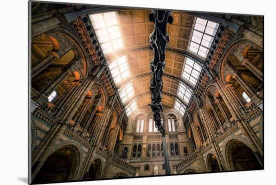 Natural History Museum II-Giuseppe Torre-Mounted Photographic Print