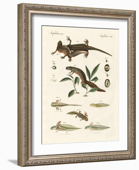 Natural History of Sea Salamander-null-Framed Giclee Print