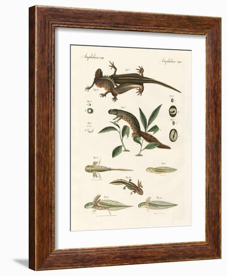 Natural History of Sea Salamander-null-Framed Giclee Print