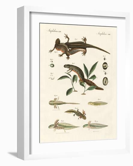 Natural History of Sea Salamander-null-Framed Giclee Print