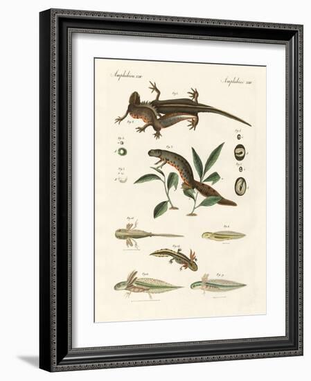 Natural History of Sea Salamander-null-Framed Giclee Print