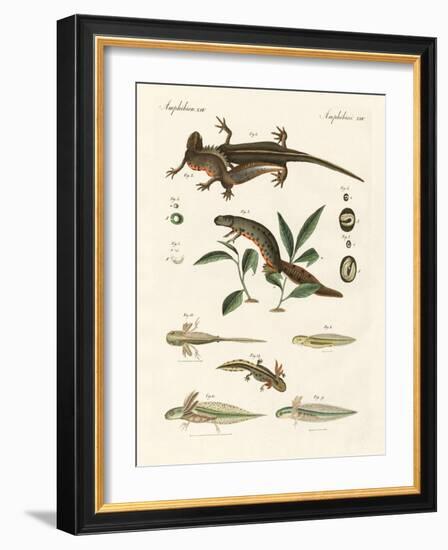 Natural History of Sea Salamander-null-Framed Giclee Print