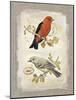 Natural Life, Feathered Friends-Chad Barrett-Mounted Art Print