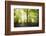 Natural Light-Philippe Manguin-Framed Photographic Print