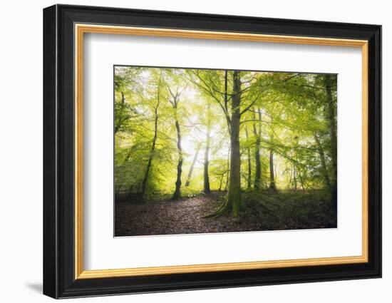 Natural Light-Philippe Manguin-Framed Photographic Print