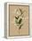 Natural Lily I-Annie Warren-Framed Stretched Canvas