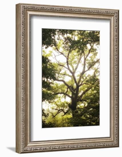 Natural Morning Light-Philippe Manguin-Framed Photographic Print