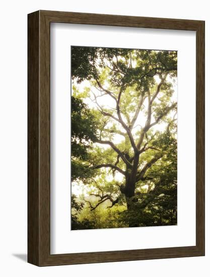 Natural Morning Light-Philippe Manguin-Framed Photographic Print