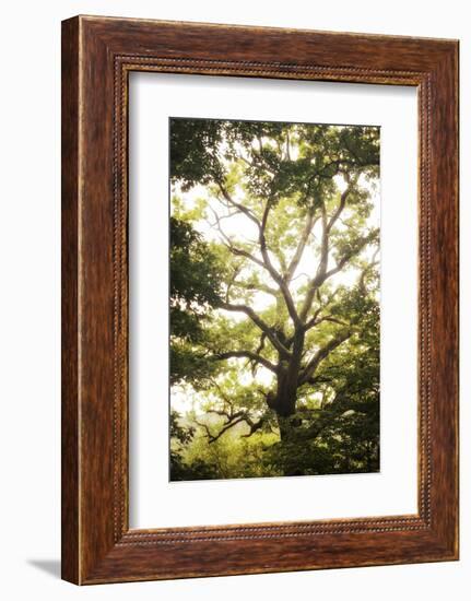 Natural Morning Light-Philippe Manguin-Framed Photographic Print