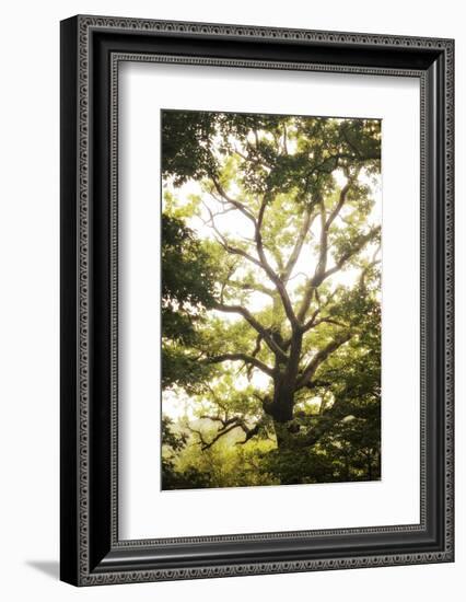 Natural Morning Light-Philippe Manguin-Framed Photographic Print