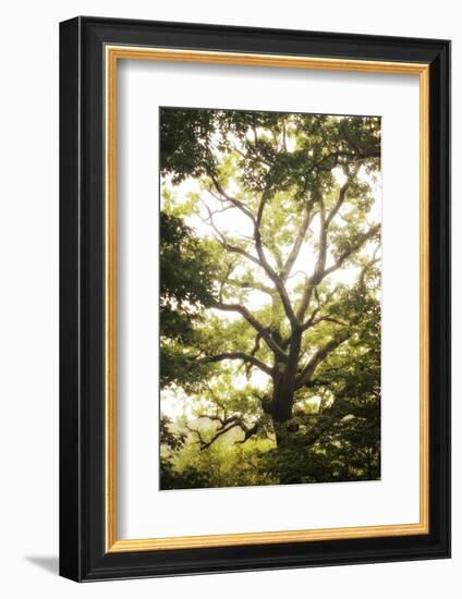 Natural Morning Light-Philippe Manguin-Framed Photographic Print