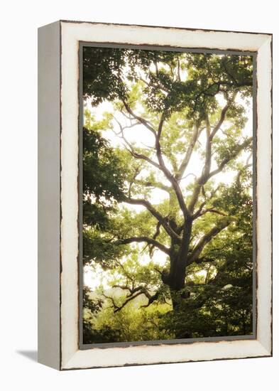 Natural Morning Light-Philippe Manguin-Framed Premier Image Canvas