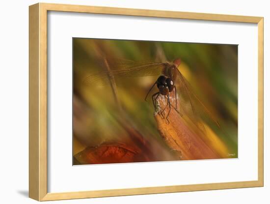 Natural Motif I-Gordon Semmens-Framed Giclee Print