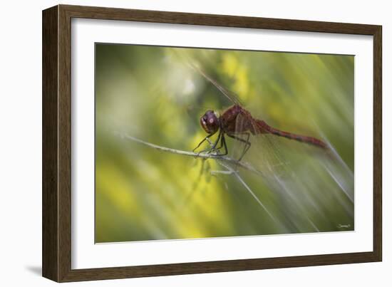 Natural Motif III-Gordon Semmens-Framed Giclee Print