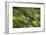 Natural Motif VI-Gordon Semmens-Framed Giclee Print