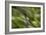 Natural Motif VI-Gordon Semmens-Framed Giclee Print