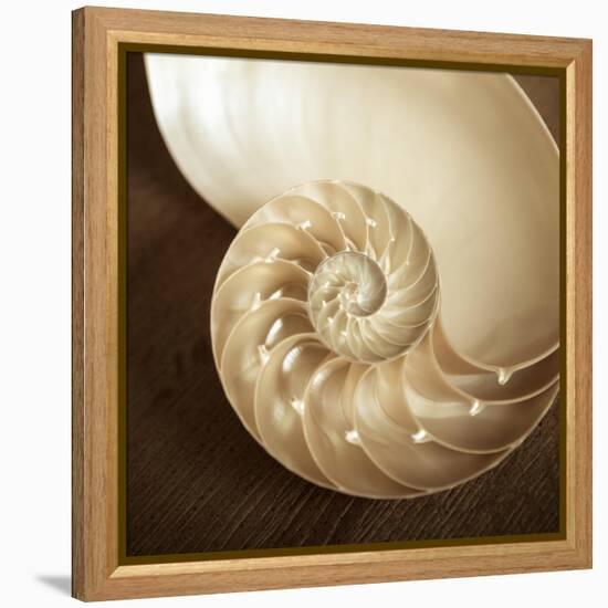 Natural Nautilus-Marlana Semenza-Framed Stretched Canvas