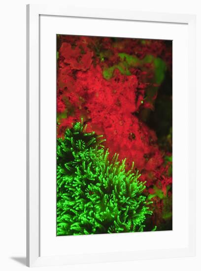 Natural occurring Fluorescence emitted at night using special UV blocking filters. carpeting Cup Co-Stuart Westmorland-Framed Photographic Print