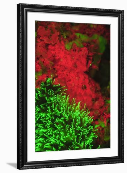 Natural occurring Fluorescence emitted at night using special UV blocking filters. carpeting Cup Co-Stuart Westmorland-Framed Photographic Print