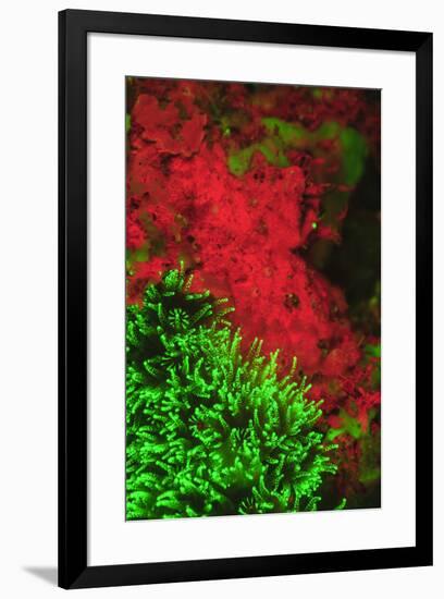 Natural occurring Fluorescence emitted at night using special UV blocking filters. carpeting Cup Co-Stuart Westmorland-Framed Photographic Print