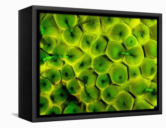 Natural Occurring Fluorescence in Corals at Night, Hol Chan Marine Preserve, Barrier Reef, Belize-Stuart Westmoreland-Framed Premier Image Canvas